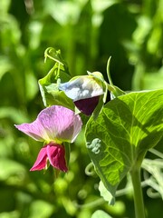 pink pea blossom, close up in a vegetable garden