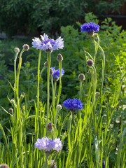 beautiful bachelor buttons, blue flowers in a xeriscape wildflower garden