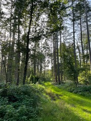 Morgenlicht im grünen Waldpfad 