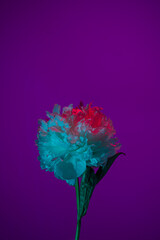 White peony in neon light on purple background