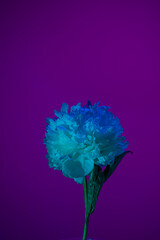 White peony in neon light on purple background