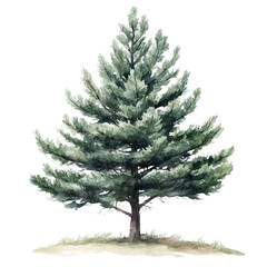 Pine Tree, watercolor illustration vector, high quality, isolated on a white background.