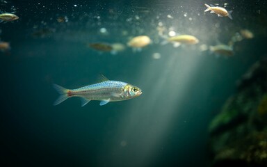 Small, oily, fast-growing fish, known for its strong flavor