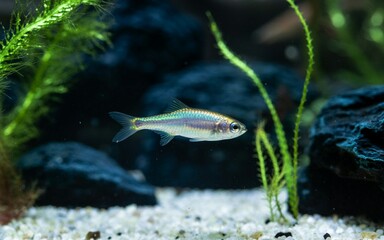 Small, oily, fast-growing fish, known for its strong flavor