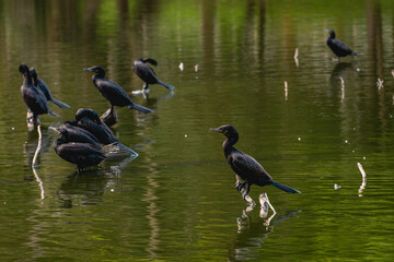 Birds fishing in the lake, in the Horto Floresta Park in Sao Paulo, Brazil