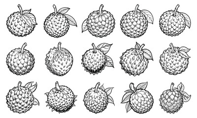 Lychee Coloring Page for Adults with Detailed Line Art, Perfect for Relaxation and Stress Relief, Ideal for Printable Art Therapy or Adult Coloring Book Use, High-Quality Design.