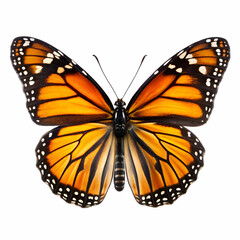 Fototapeta premium butterfly on white background