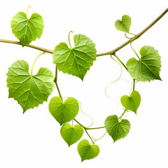 green leaves isolated on white