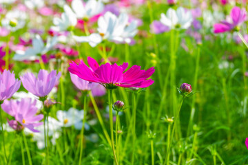 Beautiful pink cosmos flowers blooming in garden,spring season.