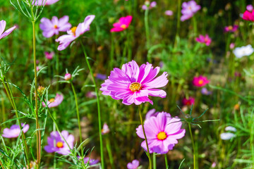 Field of Pink cosmos flowers blooming in garden,wild pink cosmos flowers in spring day,autumn season,view of the various cosmos flowers,Selective focus.