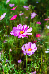 Field of Pink cosmos flowers blooming in garden,wild pink cosmos flowers in spring day,autumn season,view of the various cosmos flowers,Selective focus.