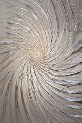 abstract wite background with spiral