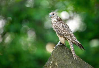 Gyrfalcon bird close up ( Falco rusticolus )
