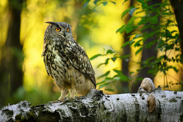 Eurasian eagle owl ( Bubo bubo ) close up