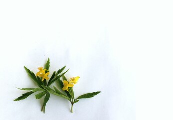 Yellow flowers on a white background. Place for text. Flat lay.