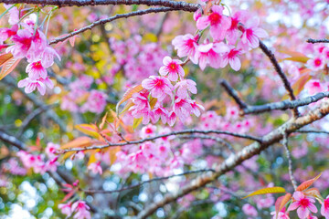 Sakura tree in garden and sky,mountain landscape,Cherry Blossoms,sakura japan tree,morning light in winter season.