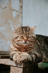 Obraz premium Cute ginger cat