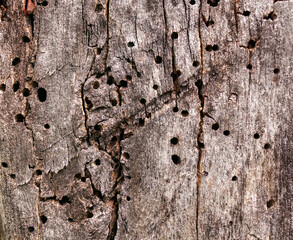 Dead tree bark with insect boreholes
