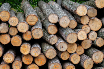 Stack of marked logs in a forest clearing

