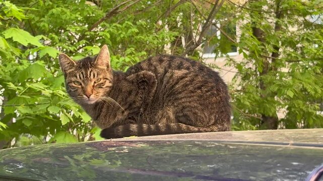 Tabby cat is sitting with its paws tucked under itself, looking around blinkingin a relaxed position. Captured from a Low Angle with sunlight, green trees in the background, outdoor serenity concept. 