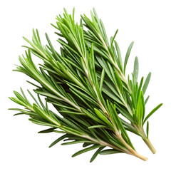 Fototapeta premium rosemary on white background