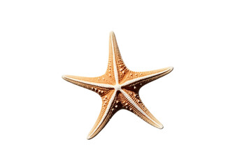 Colorful starfish clip art isolated on white background. Vibrant marine-themed illustration perfect for educational, nautical, and summer design projects.

