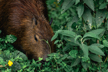 Capibara's grazing in the Horto Florestal Park in São Paulo, Brazil