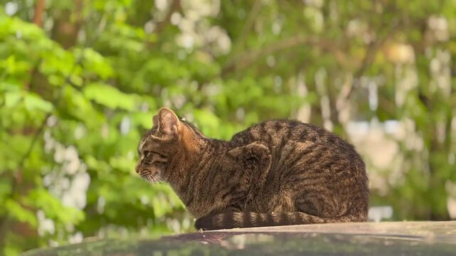 Tabby cat is sitting with its paws tucked under itself, looking around blinkingin a relaxed position. Captured from a Low Angle with sunlight, green trees in the background, outdoor serenity concept. 