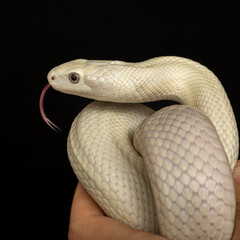 The Texas rat snake (Elaphe obsoleta lindheimeri ) is a subspecies of rat snake, a nonvenomous colubrid found in the United States, primarily within the state of Texas.