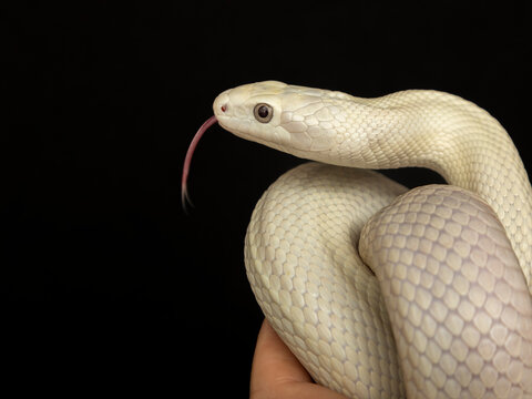 The Texas rat snake (Elaphe obsoleta lindheimeri ) is a subspecies of rat snake, a nonvenomous colubrid found in the United States, primarily within the state of Texas.