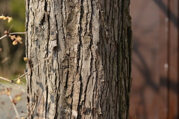 Heart-shaped leaves and reddish new buds of Korean herb tree Cercidiphyllum japonicum captured in spring.