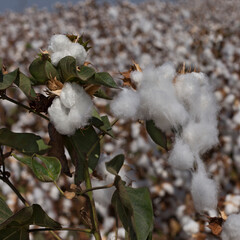 A bountiful cotton crop before harvesting