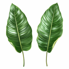 Tropical green banana leaves with smooth texture and central veins, isolated on transparent background.