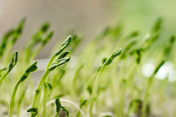 Close-up of fresh green sprouts growing in natural sunlight