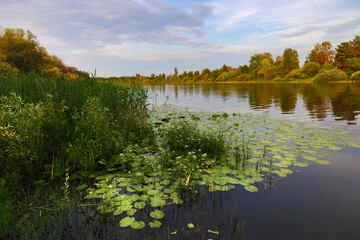 Wild vegetation on the water of a river or lake. Landscape on a summer evening on the bank of a river and a strip of forest along the shore.
