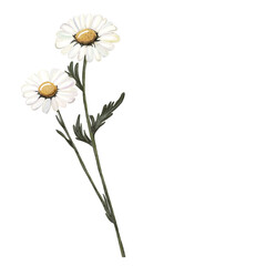 Botanical illustration of chamomile (Matricaria chamomilla) – medicinal flower on transparent background