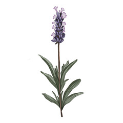 Obraz premium Botanical illustration of lavender (Lavandula angustifolia) – aromatic herb on transparent background