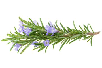 A single sprig of rosemary with small purple flowers and green leaves on a black background is focused