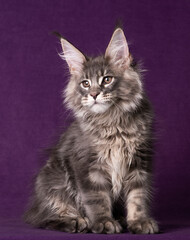Beautiful Maine Coon kitten on a purple background.