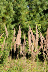 Reed grass plants, grasses against the background of cedars in the garden on a sunny summer day - vertical photo, close-up