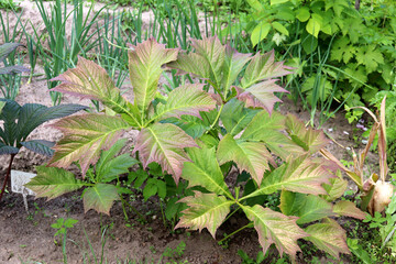 Ornamental shrub Rogersia, young plant next to onion bed in garden on summer day - horizontal photo, close-up