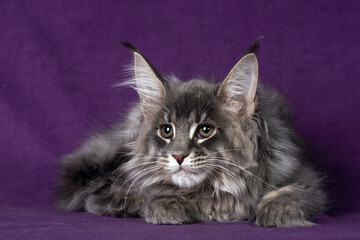 Beautiful Maine Coon kitten on a purple background.