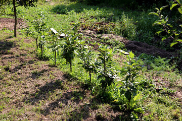Row, alley of young apple trees in the garden on a summer day - horizontal photo
