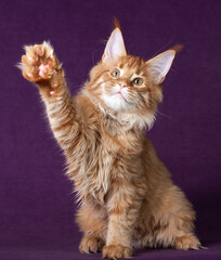 Beautiful Maine Coon kitten on a purple background.