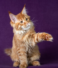 Beautiful Maine Coon kitten on a purple background.