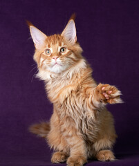 Beautiful Maine Coon kitten on a purple background.
