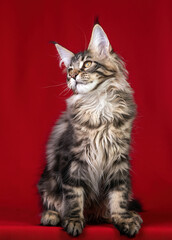 Beautiful Maine Coon kitten on a red background.