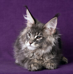 Beautiful Maine Coon kitten on a purple background.