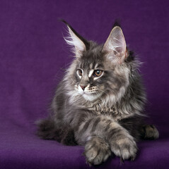 Beautiful Maine Coon kitten on a purple background.
