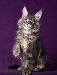 Beautiful Maine Coon kitten on a purple background.